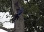 Day02 - 03 * Hyacinth Macaw